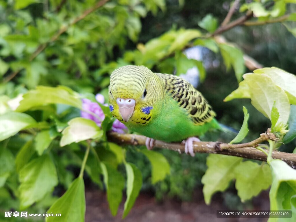 枝頭可愛的虎皮鸚鵡