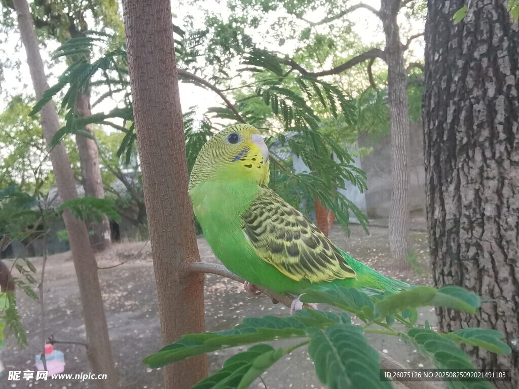 綠鸚鵡棲息于林間樹枝
