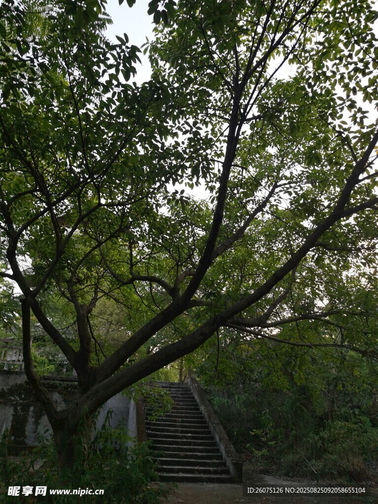 林間階梯旁的繁茂大樹