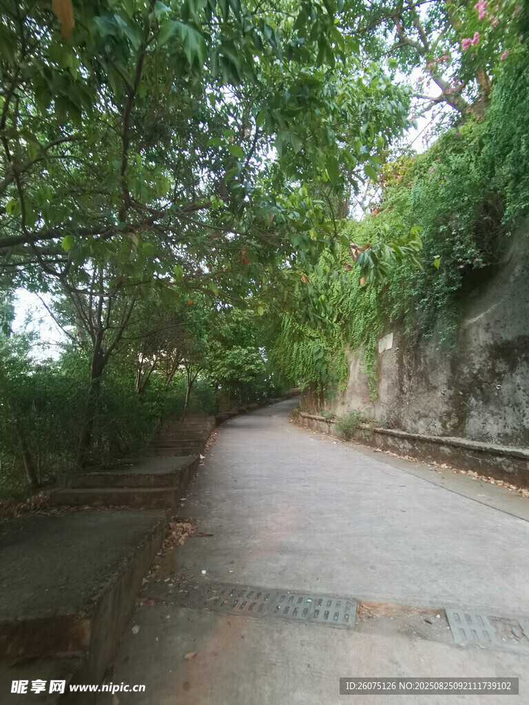 林間幽靜小路