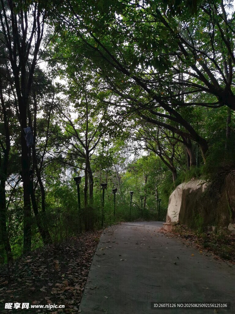 林間幽徑綠意盎然的小道