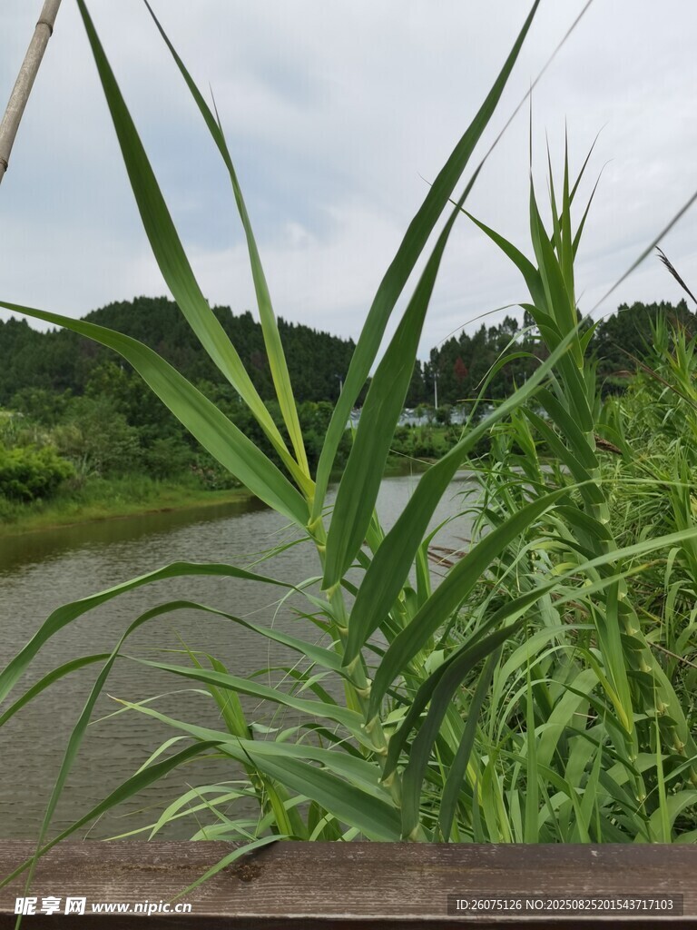 河畔蘆葦綠植景觀