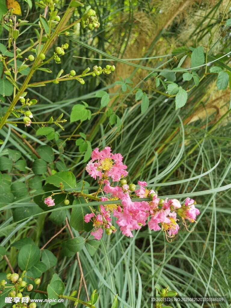 粉色小花綻放于綠葉間