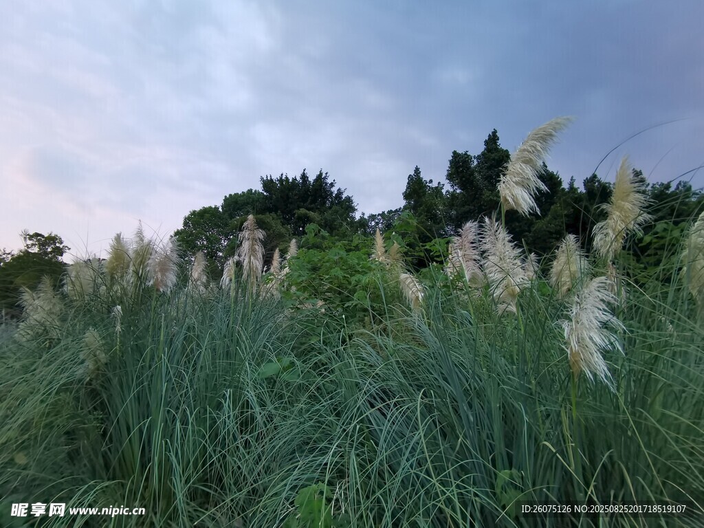 野外蘆葦叢與樹木景觀