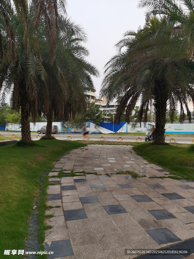 公園步道旁的蔥郁棕櫚樹