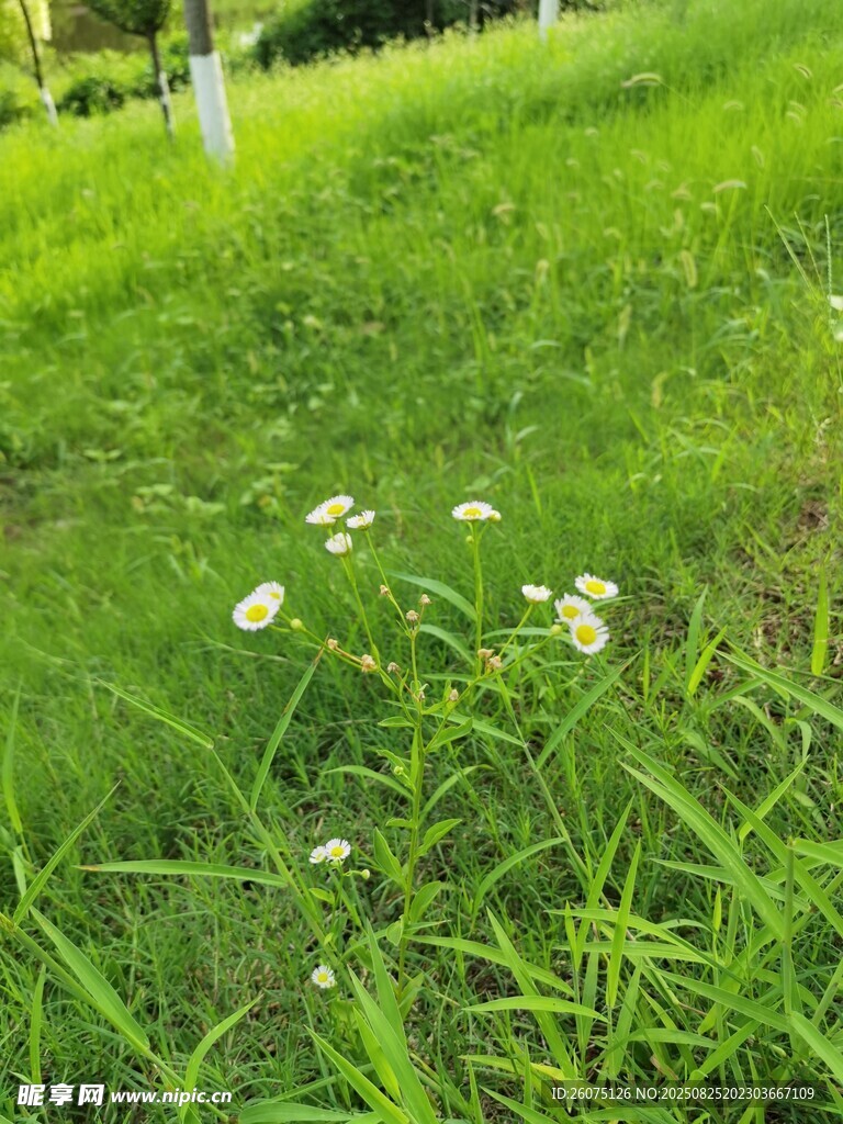 綠草間的小白花綻放