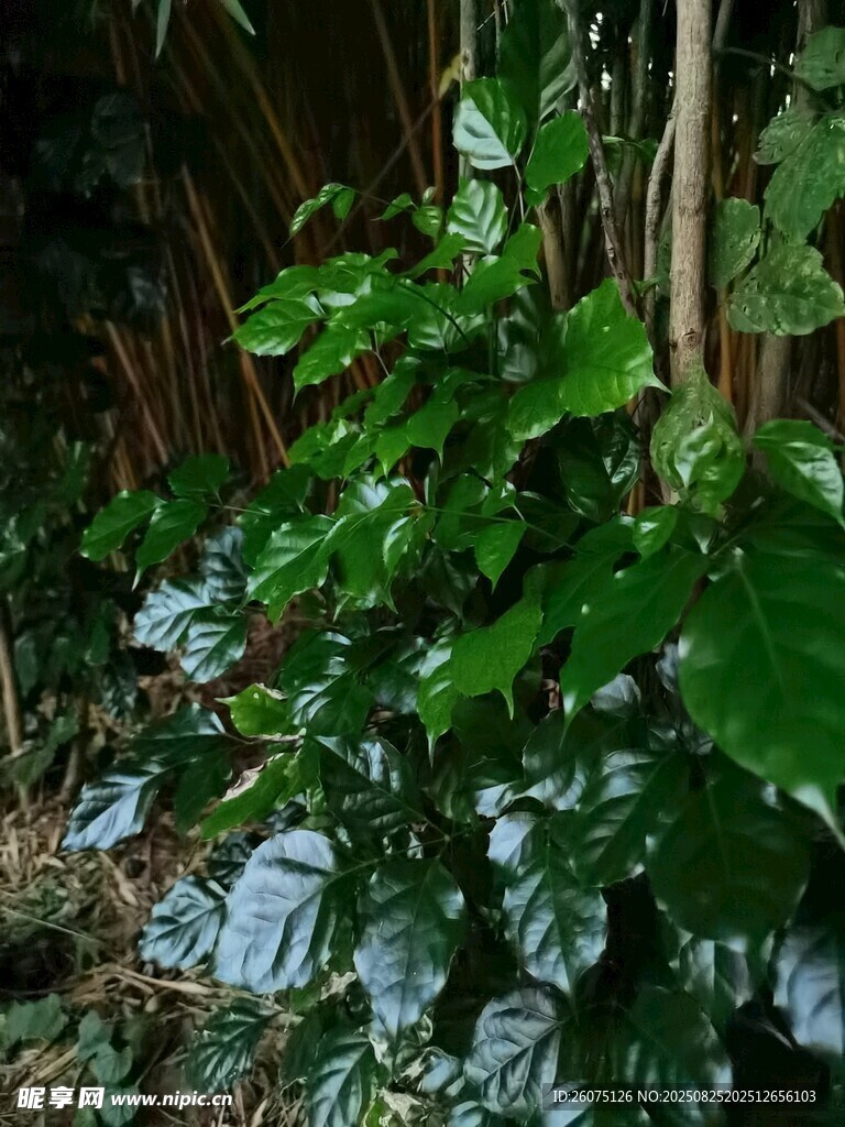 茂密綠植展現(xiàn)自然生機(jī)