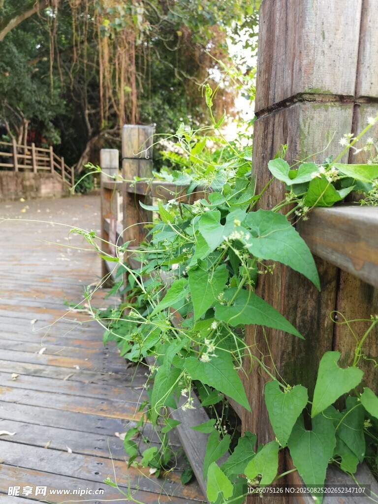 木棧道旁的翠綠藤蔓植物
