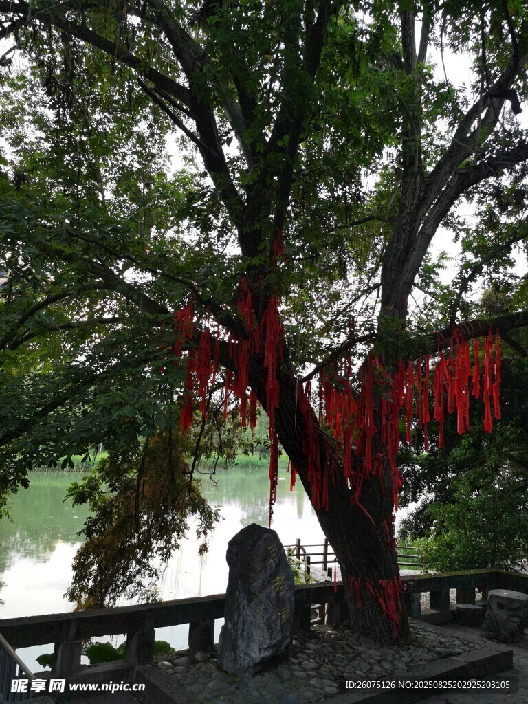 古樹下祈福的紅色許愿牌