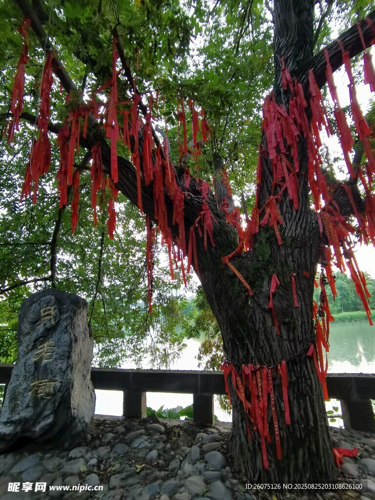 古樹下祈福紅綢隨風(fēng)飄