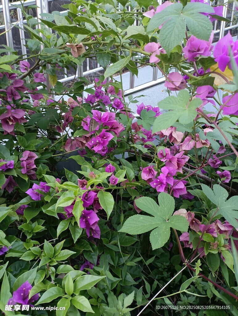 綻放的紫色花卉植物