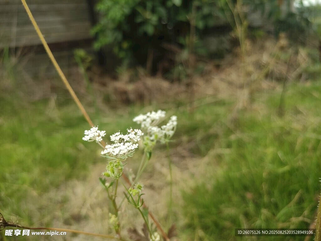 野外綻放的小白花