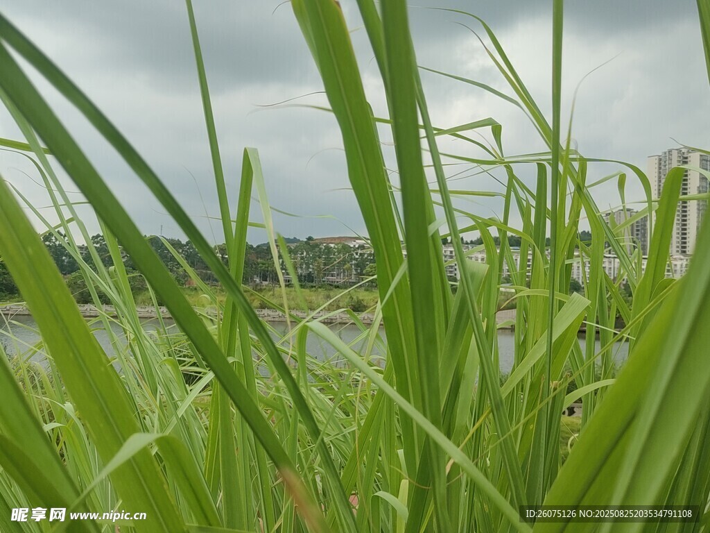 湖畔青蔥蘆葦自然景致