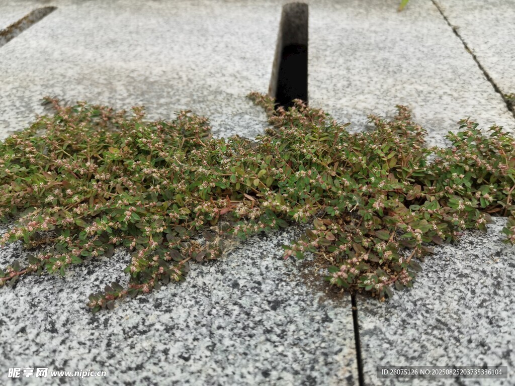 地面上的綠色蔓生植物