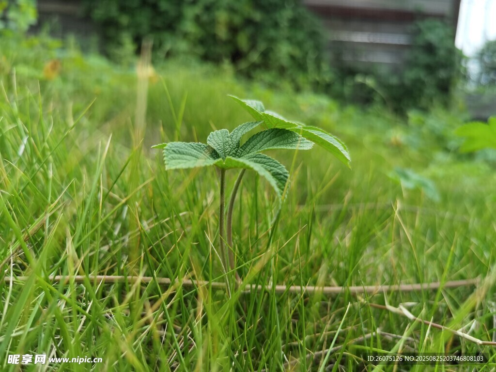 草叢中的嫩綠小植物