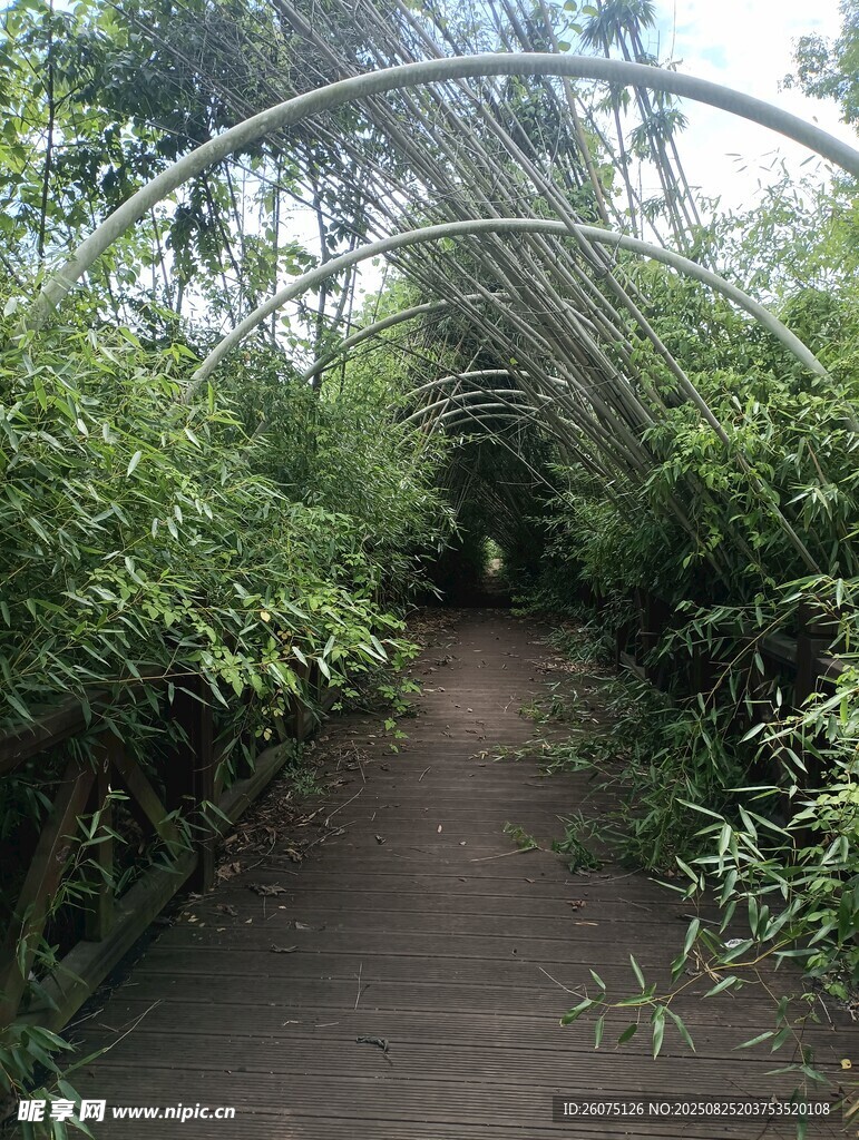 綠蔭小徑自然靜謐之景