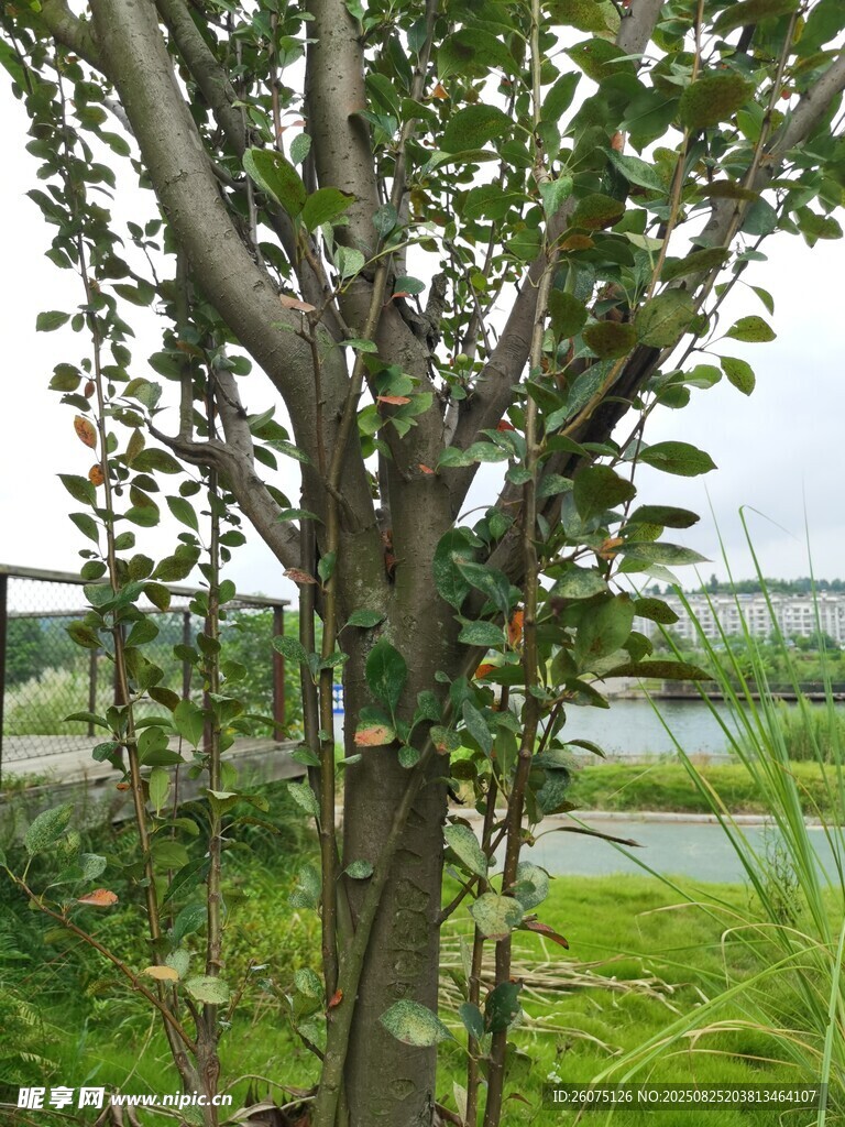 枝干虬曲的綠植景觀