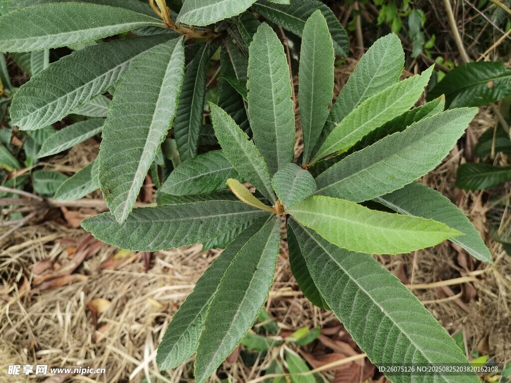 翠綠枇杷葉特寫