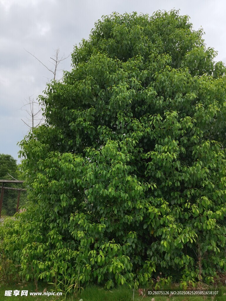 茂盛綠樹展現(xiàn)自然生機(jī)