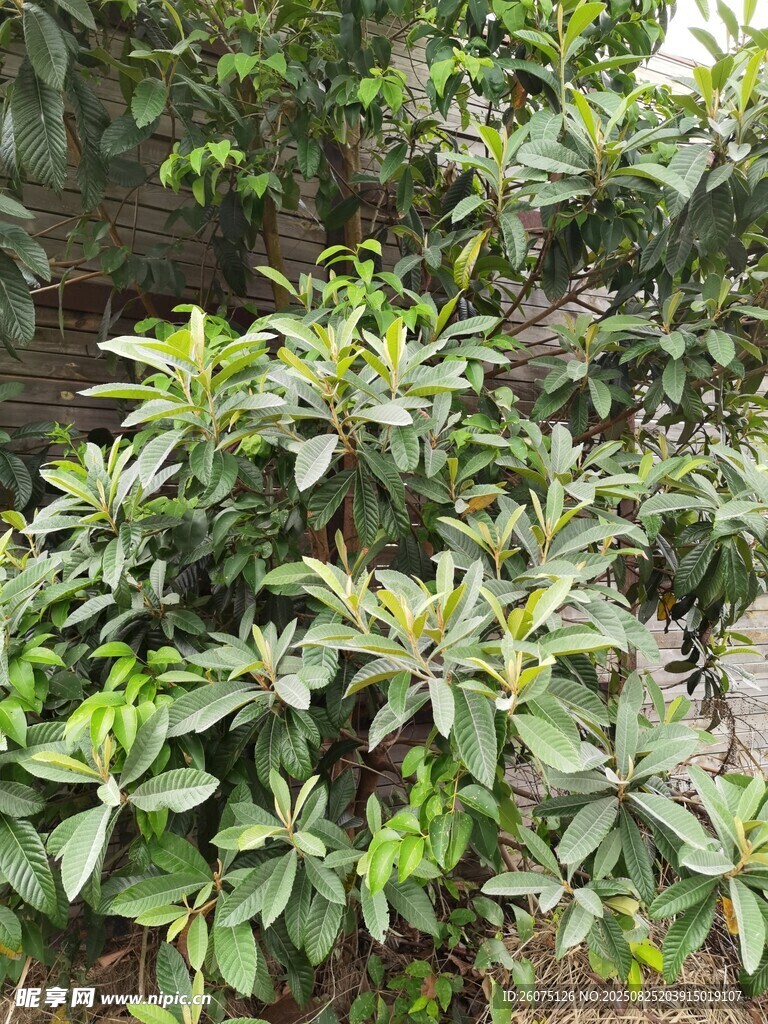 枝葉繁茂的枇杷樹景觀