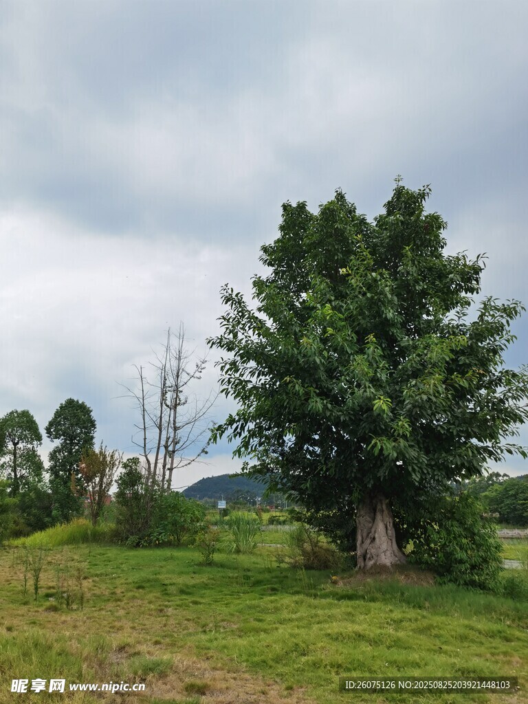 田野中的茂盛大樹