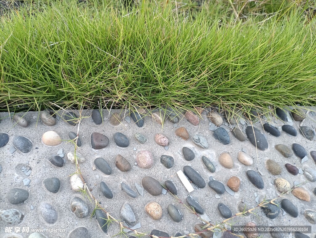 鵝卵石小徑旁的翠綠草地
