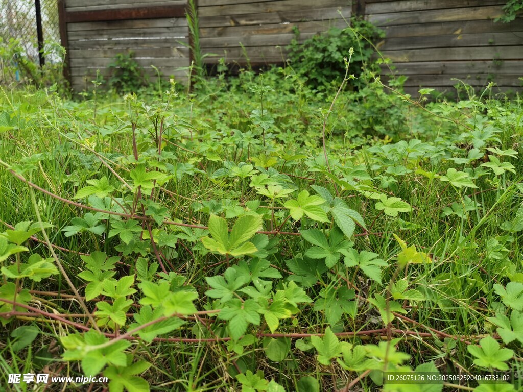 木屋前繁茂的綠色植物