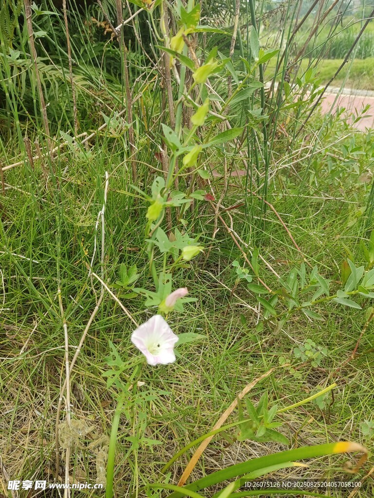 野外綻放的白色牽牛花