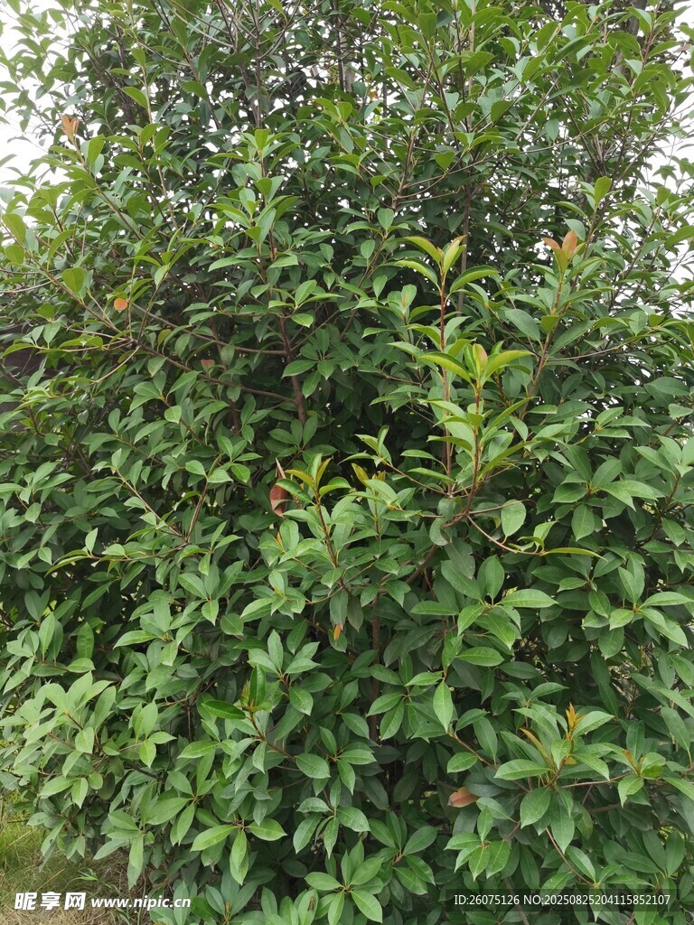 繁茂景觀樹木枝葉