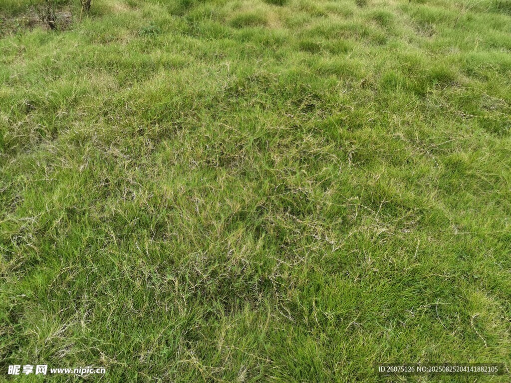 翠綠草地自然清新景致