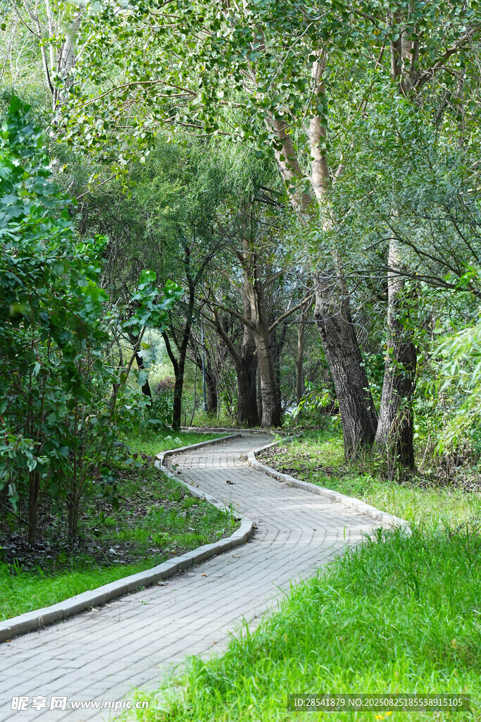 公園樹林一景