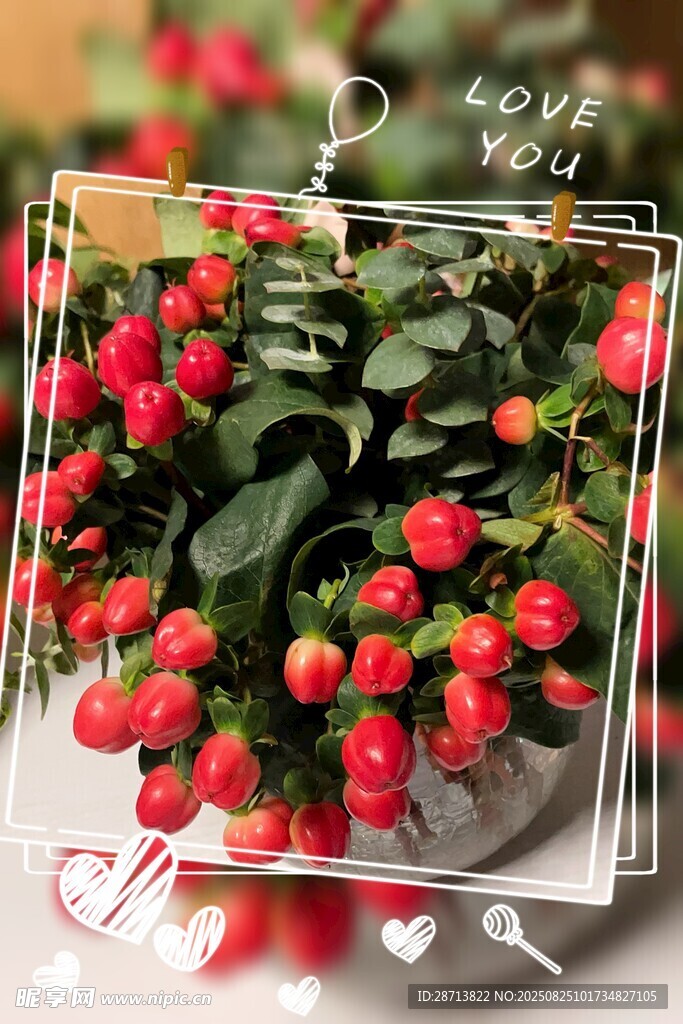 透明框中的紅果綠植