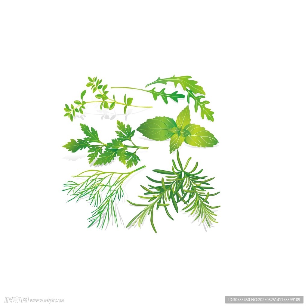 薄荷 艾葉 迷迭香矢量圖素材