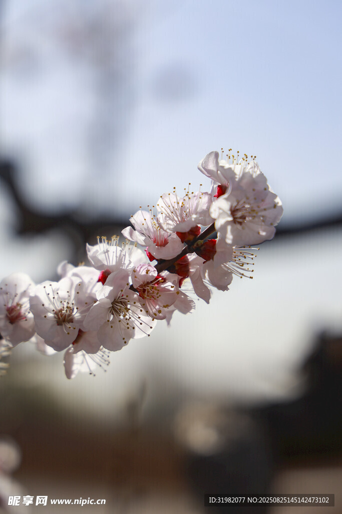 枝頭綻放的粉嫩杏花