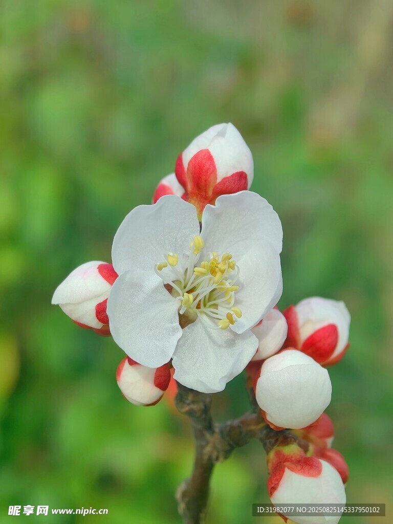 紅白相間的嬌艷杏花