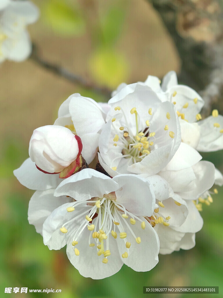 綻放的白色杏花