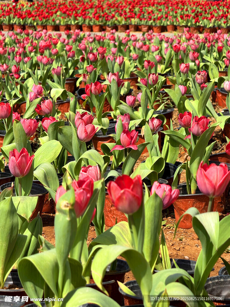 絢爛郁金香花海
