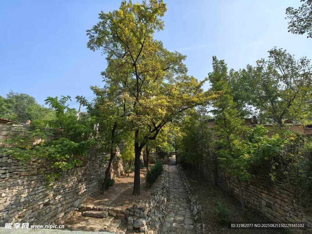 山間小道旁的蔥郁樹木