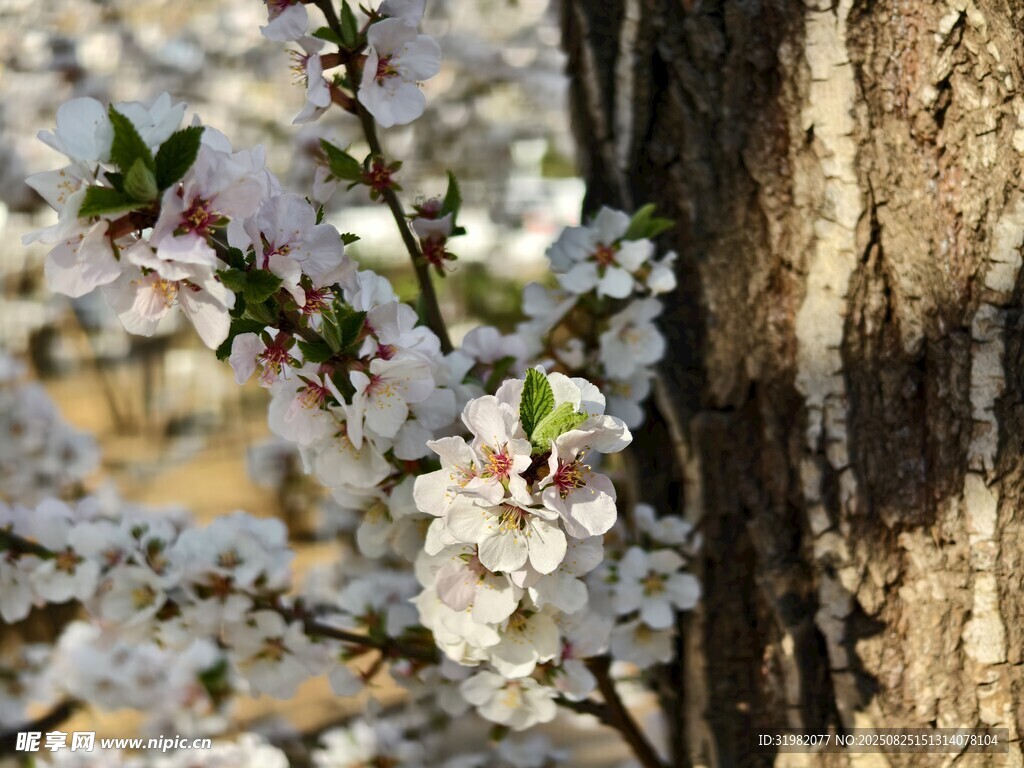 春日繁花映樹干
