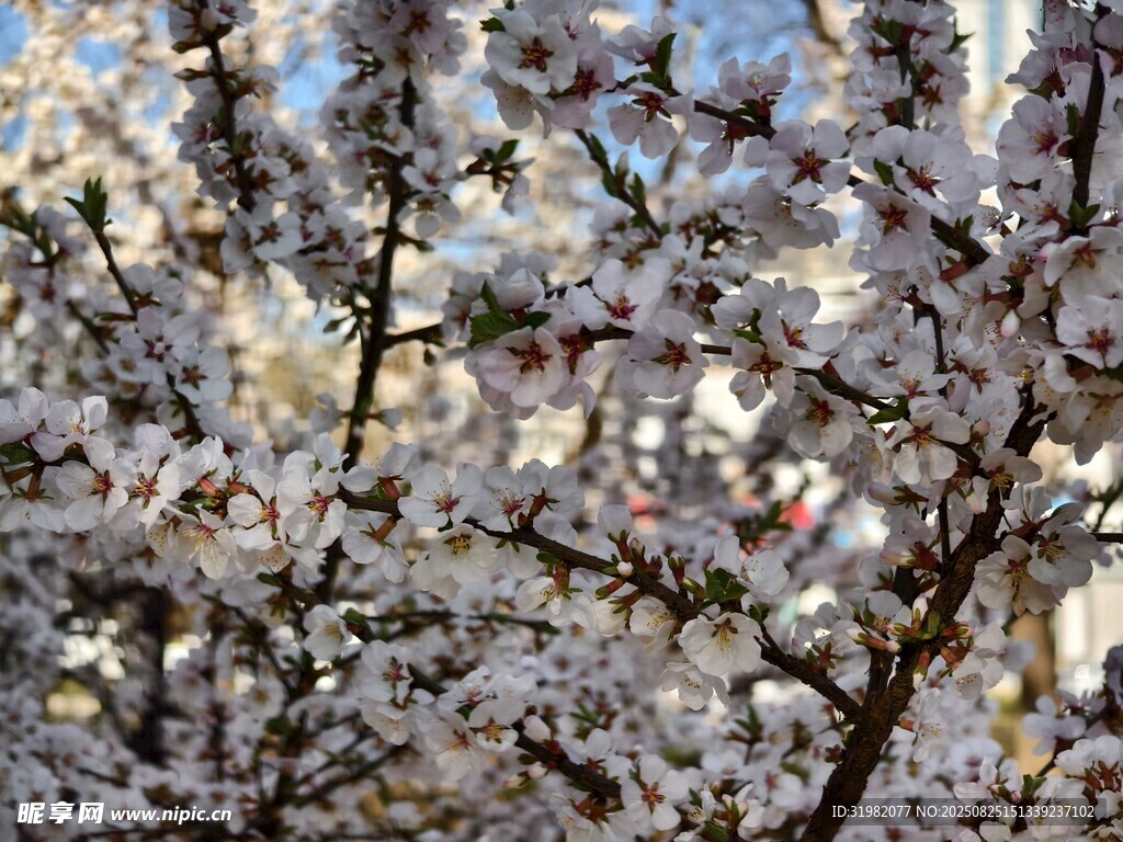 春日繁花盛開(kāi)的絢爛景象
