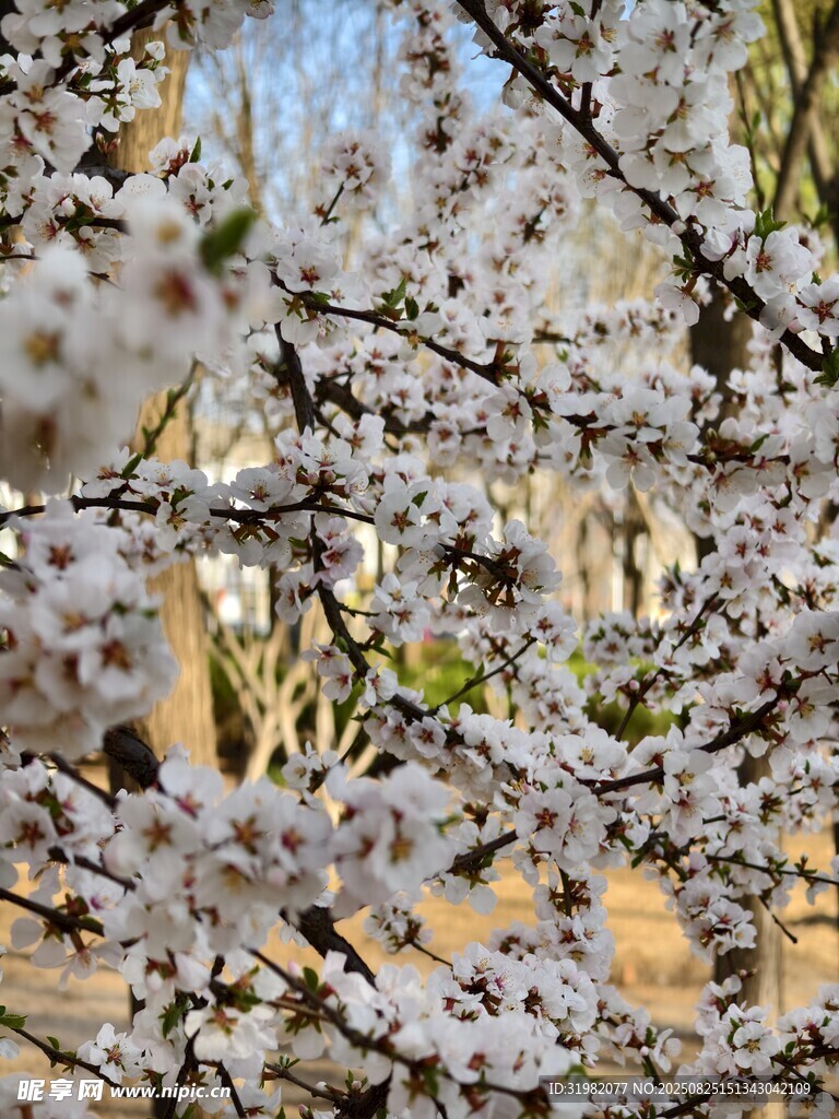 春日繁花綻放的爛漫枝頭