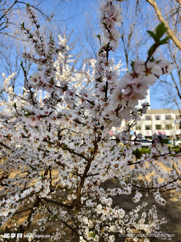 春日繁花盛開的爛漫景象