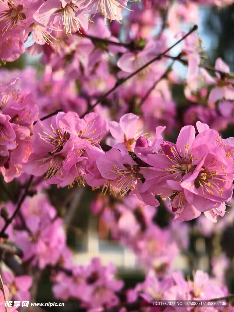 爛漫粉色繁花枝頭綻放