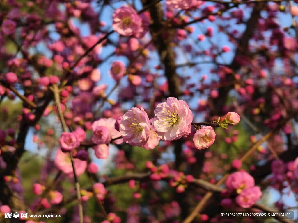 枝頭綻放的粉嫩梅花