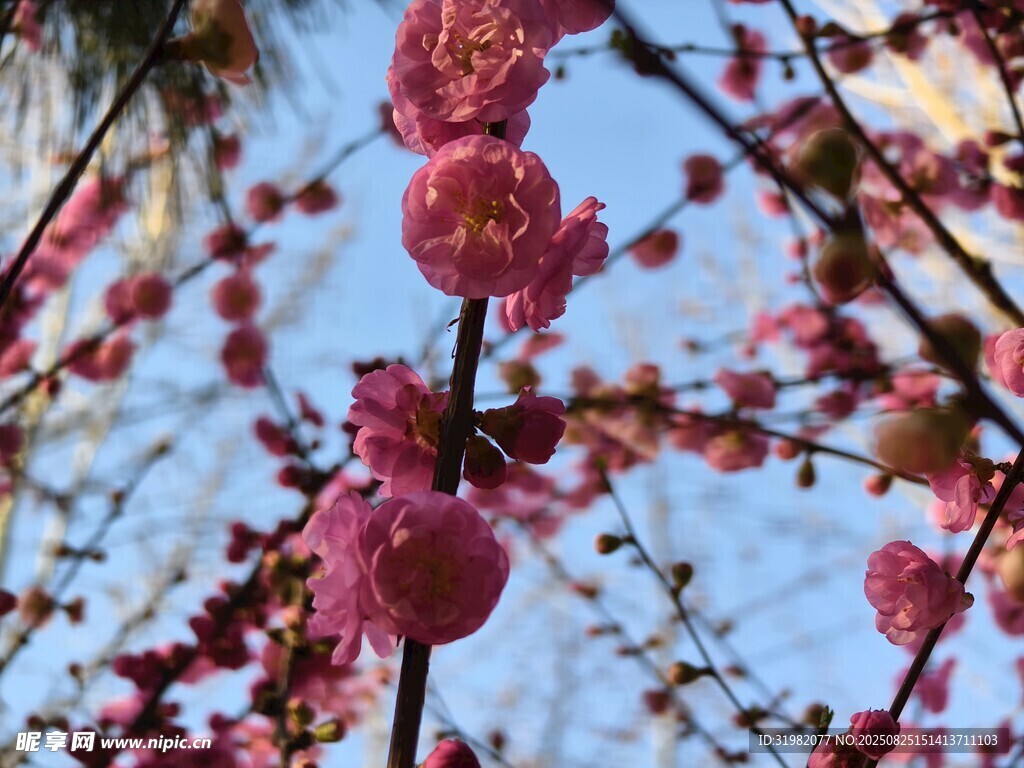 枝頭綻放的嬌艷粉色花朵