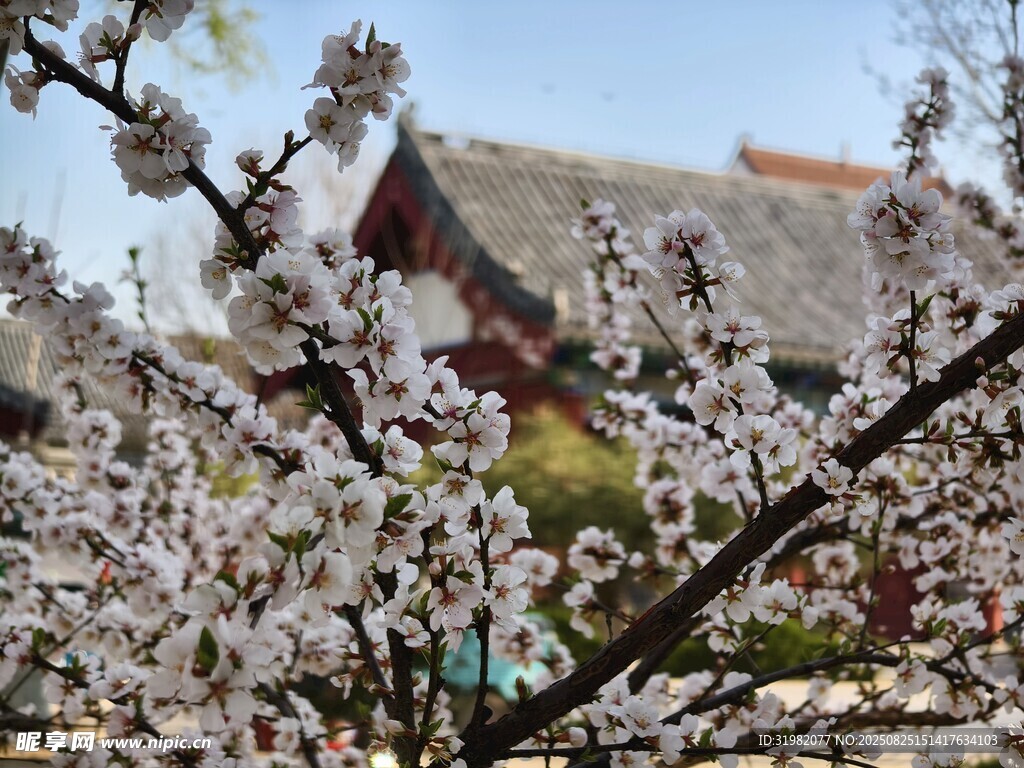 春日繁花伴古建