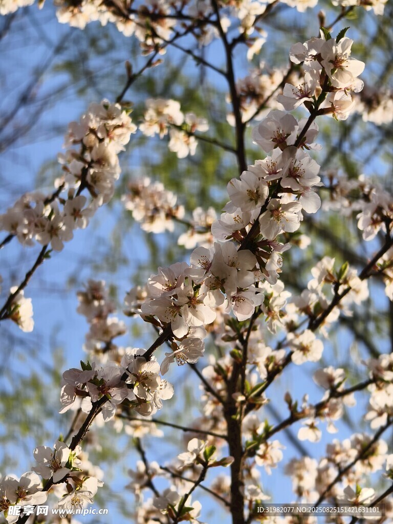 枝頭繁花綻