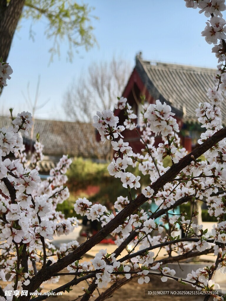 春日繁花中的古樸小屋