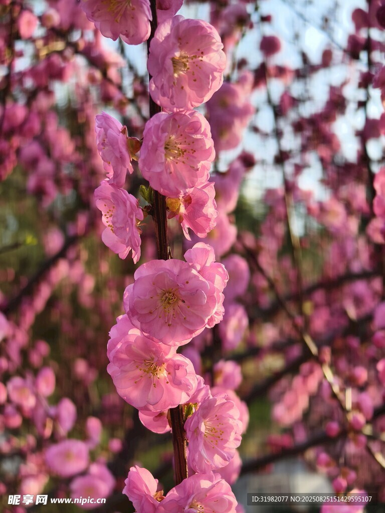 粉色垂枝梅花綻放