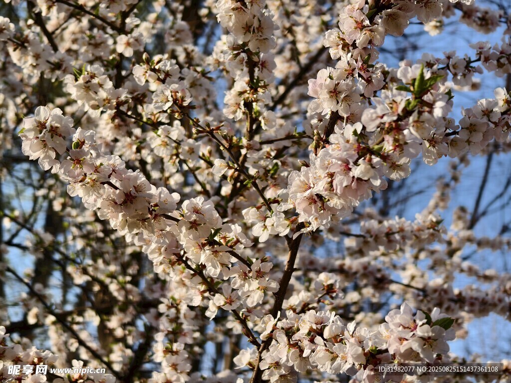 春日繁花綻放枝頭
